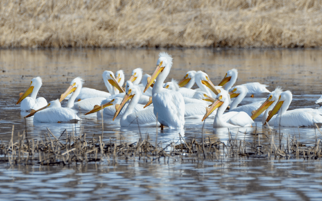 American White Pelicans #1, Reno Bottoms, Pool 9, Minnesota ©2024 Billy Reiter-Marolf