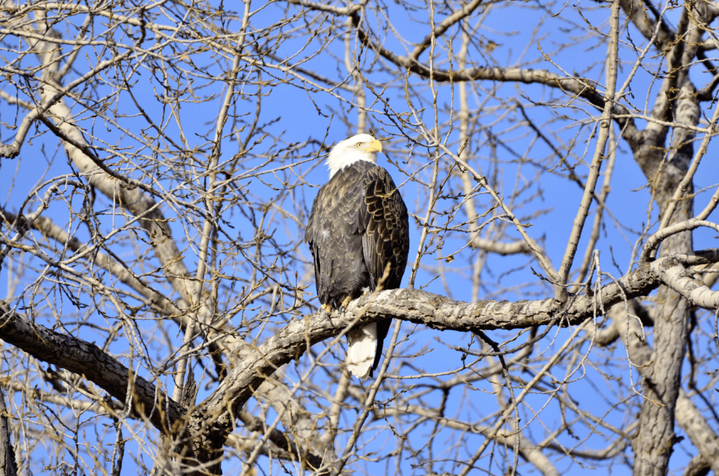 Bald Eagle, Iowa ©2023 Billy Reiter-Marolf
