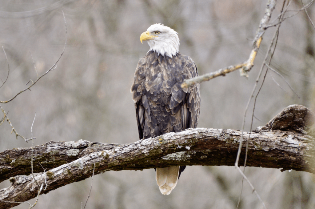 Bald Eagle, Army Road, Pool 9, New Albin, Iowa ©2023 Billy Reiter-Marolf