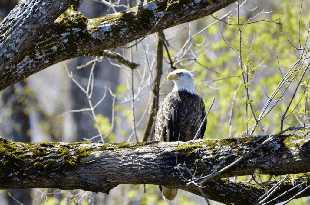 Bald Eagle, Reno Bottoms, Pool 9, Minnesota ©2024 Billy Reiter-Marolf