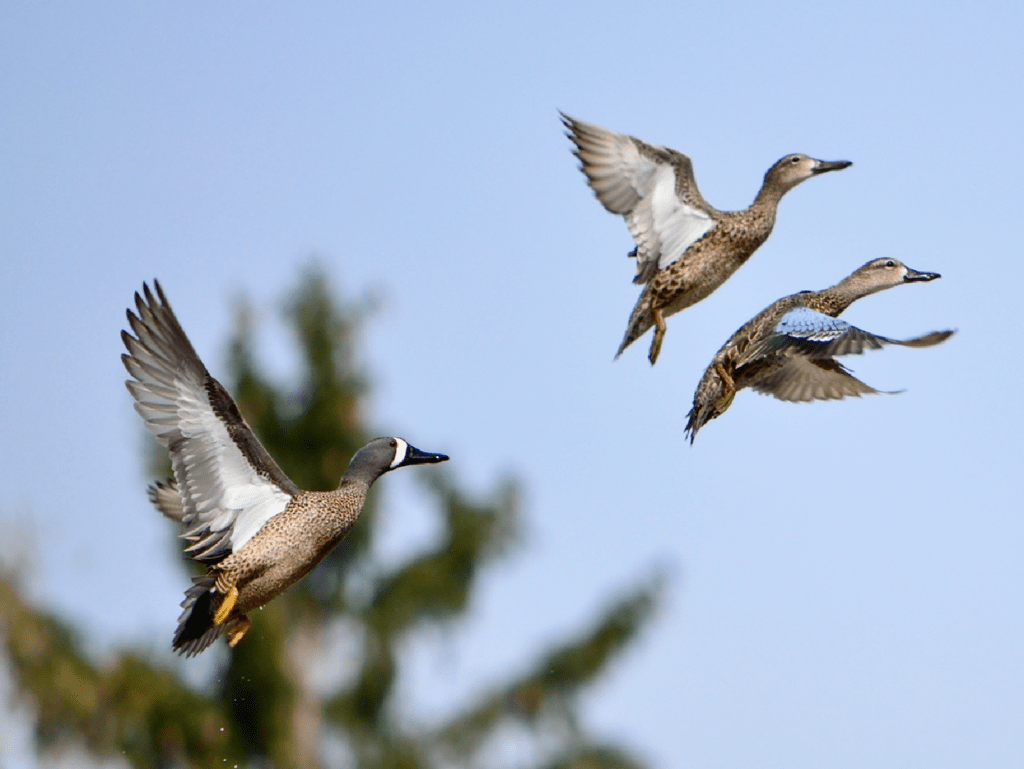 Blue-winged Teal, Army Road, Pool 9, New Albin, Iowa ©2023 Billy Reiter-Marolf