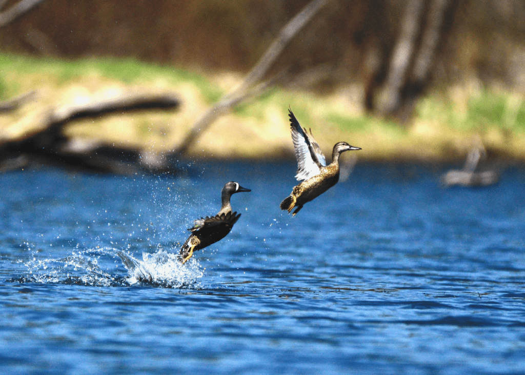 Blue-winged Teal, Reno Bottoms, Pool 9, Minnesota ©2024 Billy Reiter-Marolf