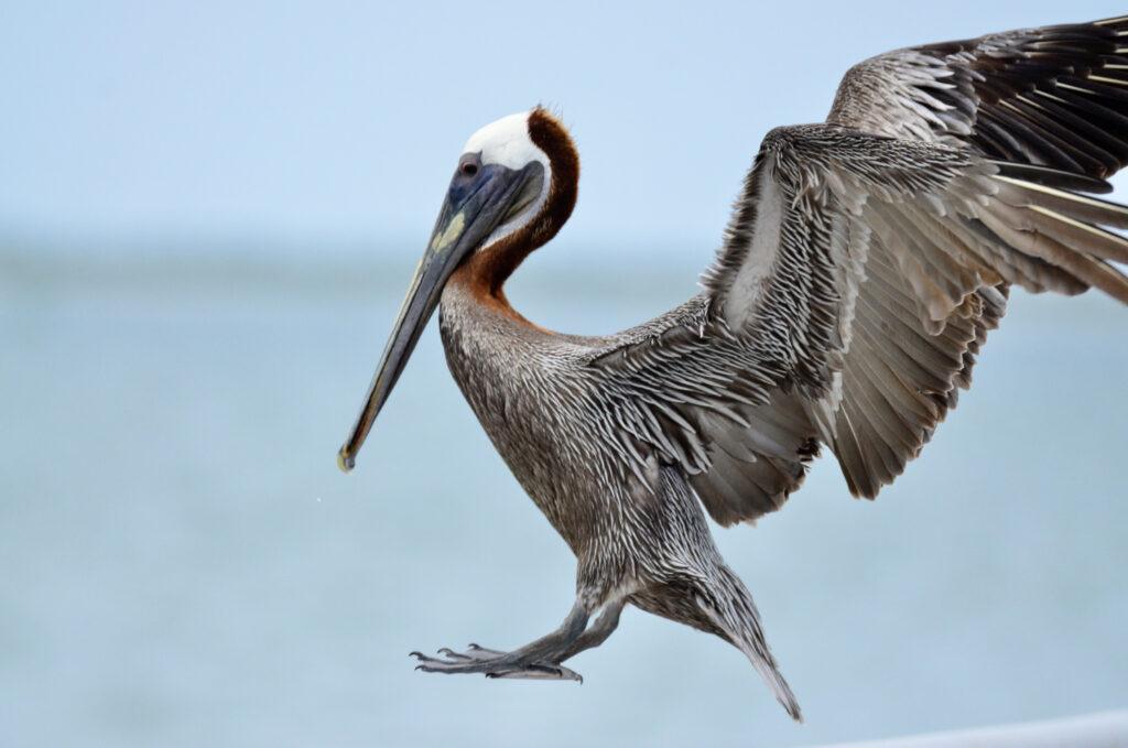 Brown Pelican