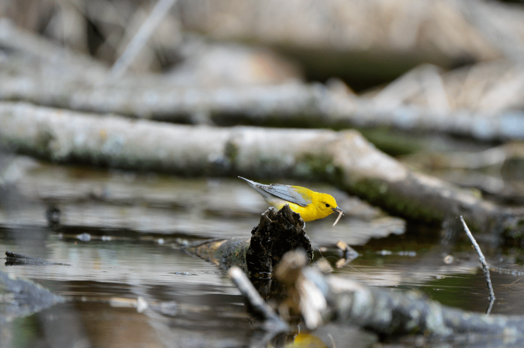Prothonotary Warbler #4, Army Road, Pool 9, New Albin, Iowa ©2024 Billy Reiter-Marolf