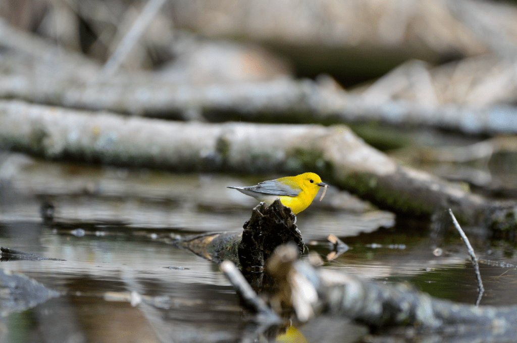 Prothonotary Warbler #3, Army Road, Pool 9, New Albin, Iowa ©2024 Billy Reiter-Marolf