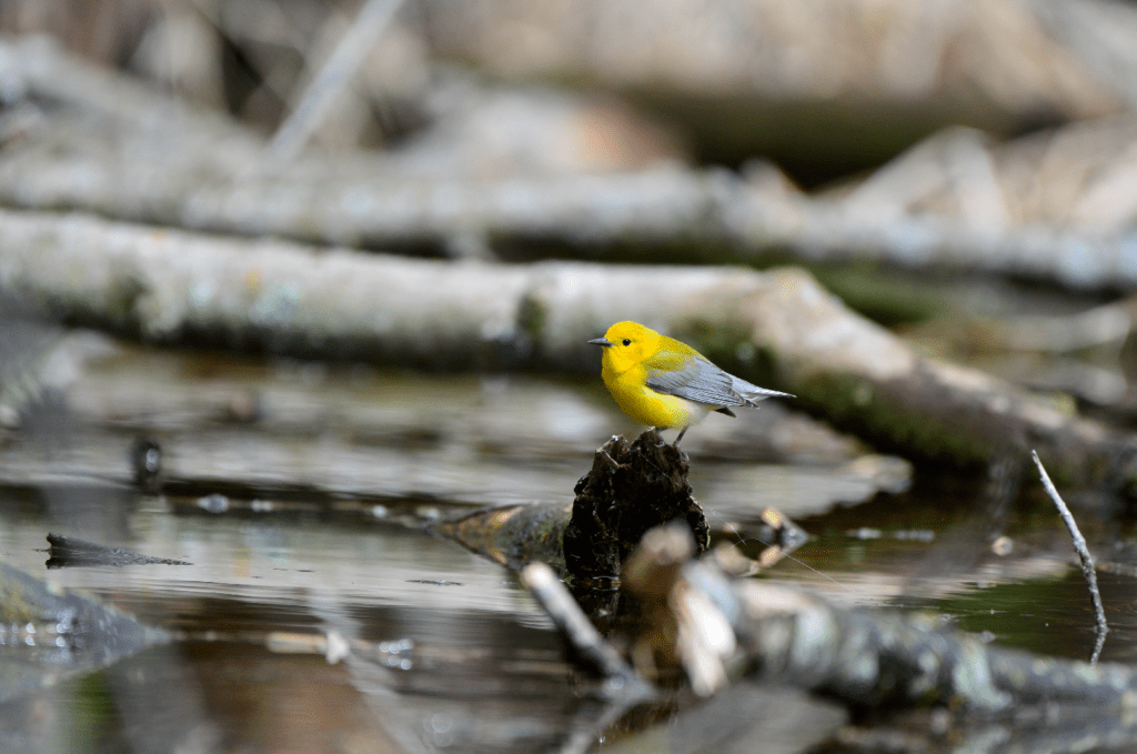 Prothonotary Warbler #2, Army Road, Pool 9, New Albin, Iowa ©2024 Billy Reiter-Marolf
