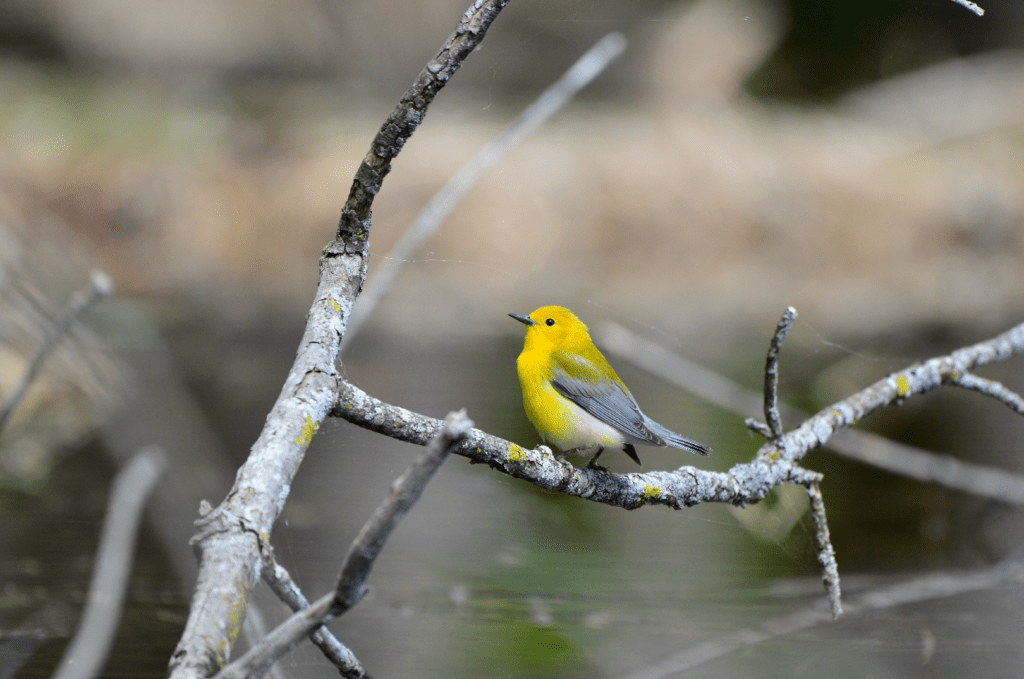 Prothonotary Warbler #1, Army Road, Pool 9, New Albin, Iowa ©2024 Billy Reiter-Marolf