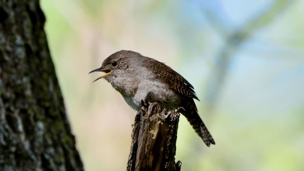 House Wren, NE Iowa ©2024 Billy Reiter-Marolf