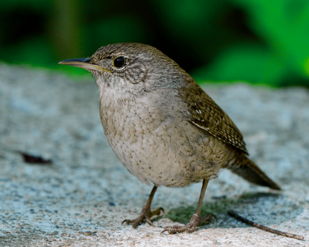House Wren, NE Iowa ©2024 Billy Reiter-Marolf
