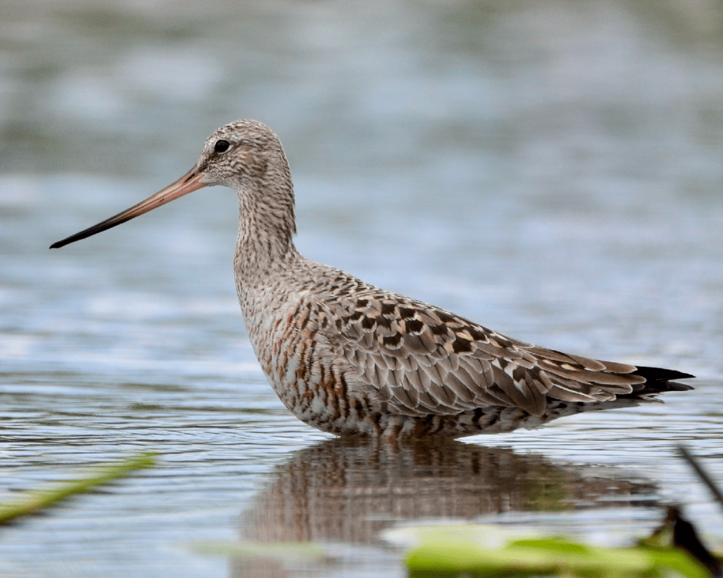 Hudsonian Godwit, Army Road, Pool 9, New Albin, Iowa ©2024 Billy Reiter-Marolf