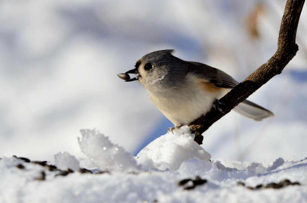 Tufted Titmouse, NE Iowa ©2025 Billy Reiter-Marolf
