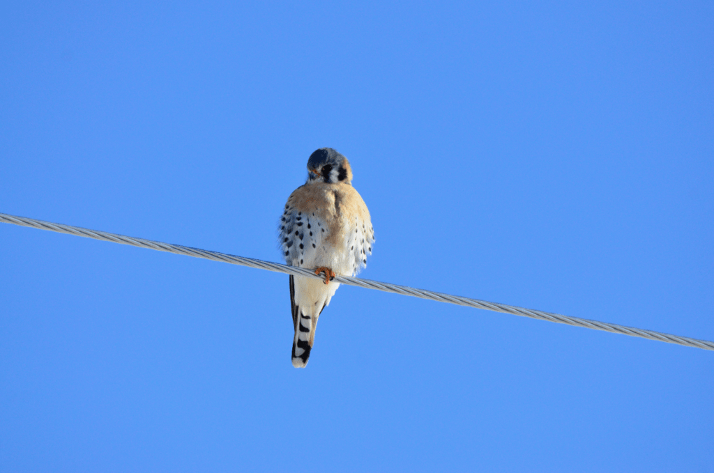 American Kestrel, NE Iowa ©2025 Billy Reiter-Marolf