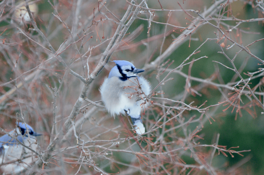 Blue Jays in the crabapple #1, NE Iowa ©2026 Billy Reiter-Marolf