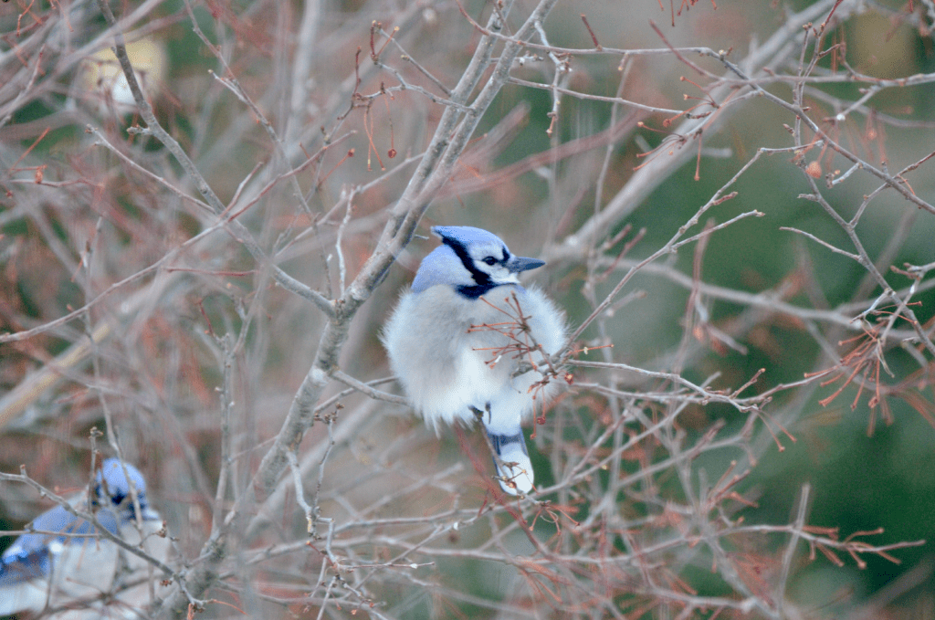 Blue Jays in the crabapple #2, NE Iowa ©2026 Billy Reiter-Marolf