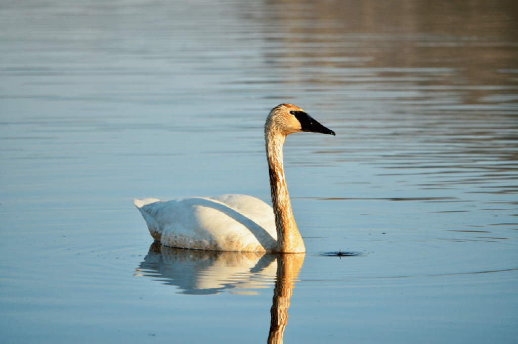 Trumpeter Swan #2, Army Road, Pool 9, New Albin, Iowa ©2024 Billy Reiter-Marolf