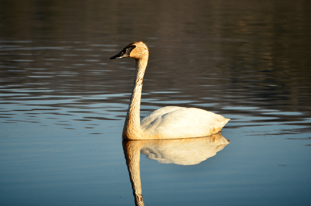 Trumpeter Swan #1, Army Road, Pool 9, New Albin, Iowa ©2024 Billy Reiter-Marolf