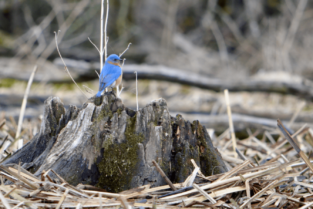 Eastern Bluebird, Army Road, Pool 9, New Albin, Iowa ©2024 Billy Reiter-Marolf