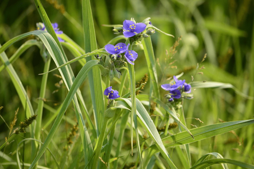 Spiderwort, Kains Switch, Pool 9, Iowa ©2023 Billy Reiter-Marolf