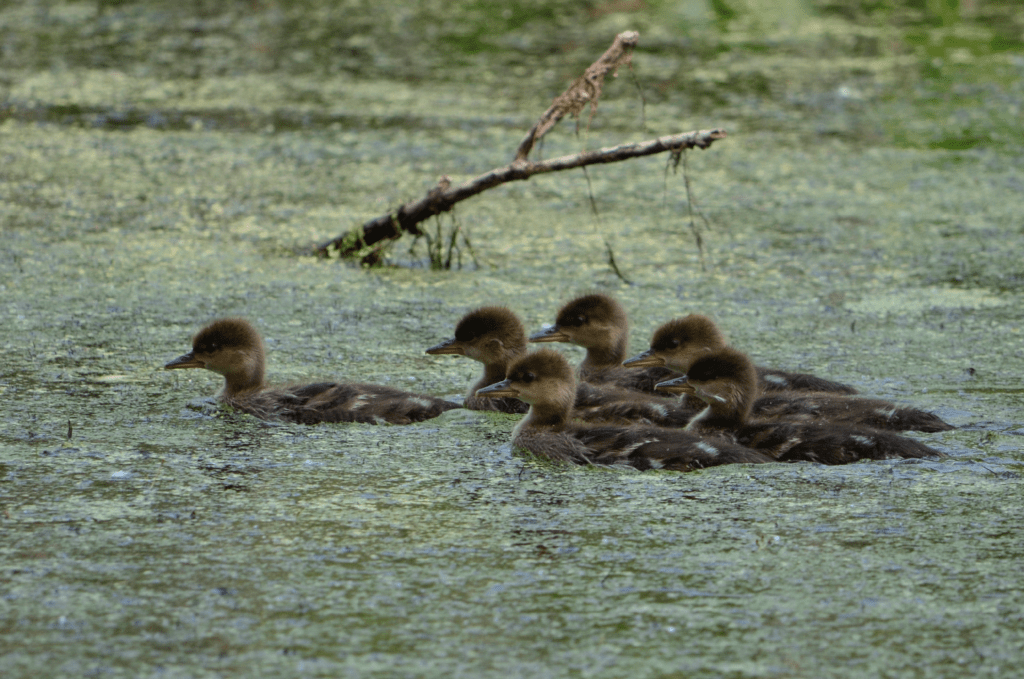 Young Hooded Merganser, Kains Switch, Pool 9, Iowa ©2023 Billy Reiter-Marolf