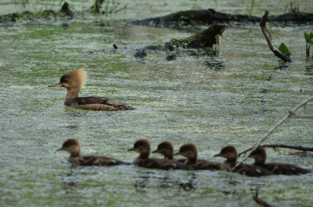Female Hooded Merganser with young, Kains Switch, Pool 9, Iowa ©2023 Billy Reiter-Marolf