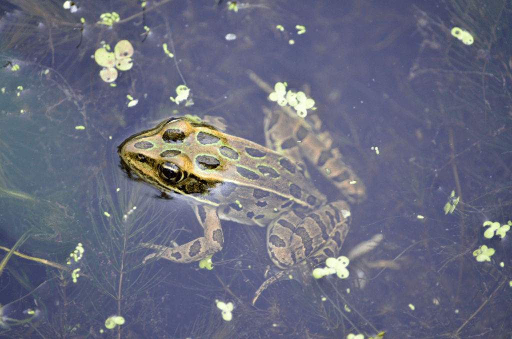 Northern Leopard Frog, Kains Switch, Pool 9, Iowa ©2023 Billy Reiter-Marolf