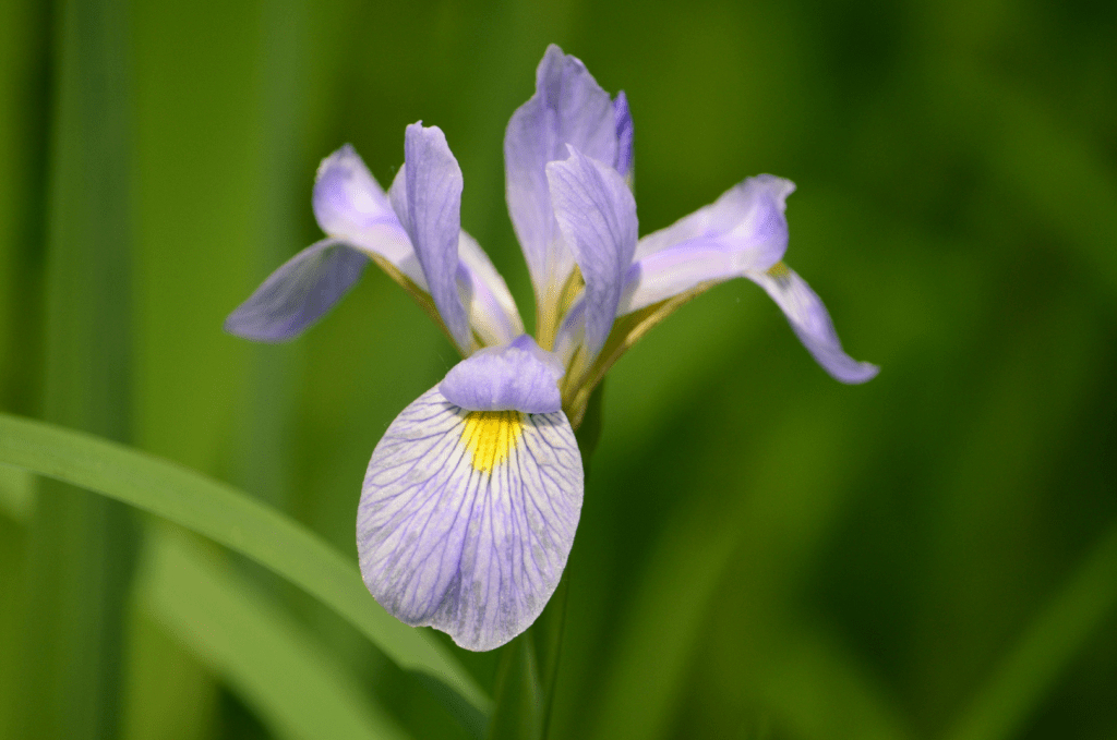 Blue Flag Iris, Kains Switch, Pool 9, Iowa ©2023 Billy Reiter-Marolf