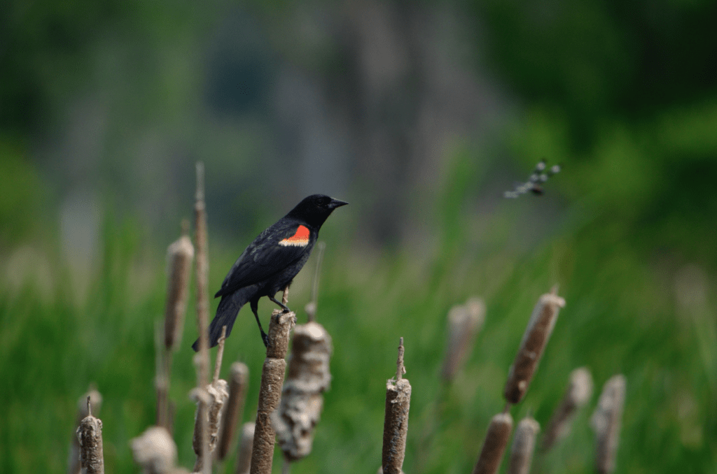 Red-winged Blackbird, Kains Switch, Pool 9, Iowa ©2023 Billy Reiter-Marolf