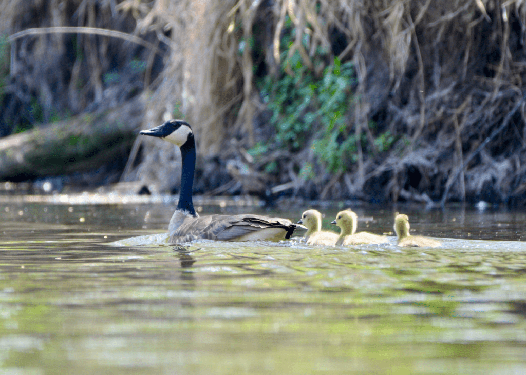 Canada Goose and goslings #1, Reno Bottoms, Pool 9, Minnesota ©2024 Billy Reiter-Marolf