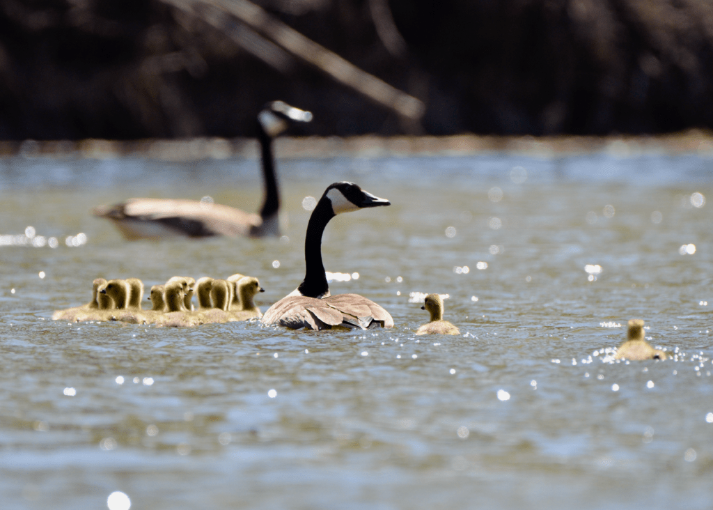 Canada Goose and goslings #2, Reno Bottoms, Pool 9, Minnesota ©2024 Billy Reiter-Marolf