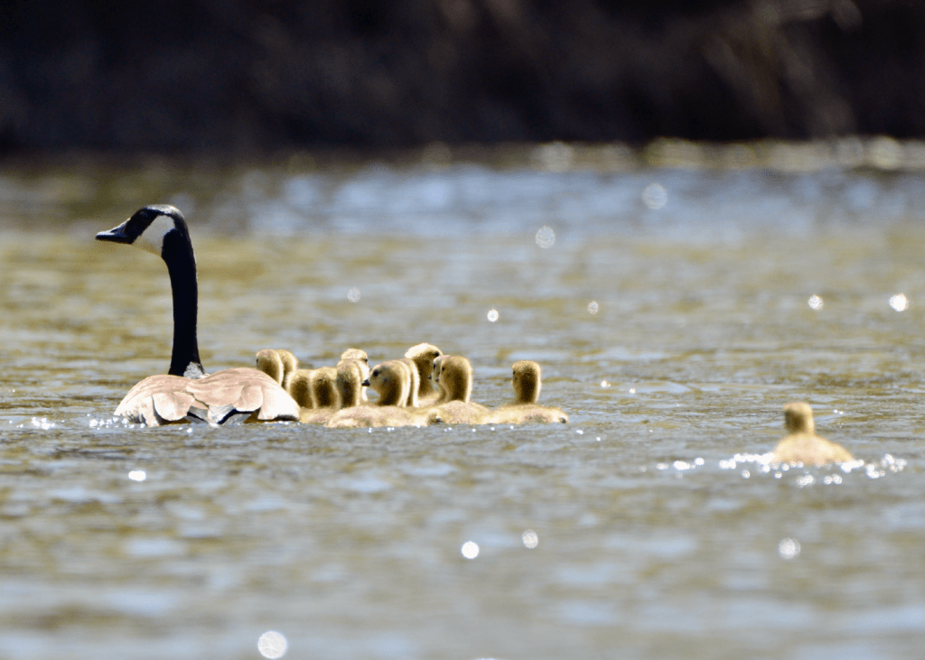 Canada Goose and goslings #3, Reno Bottoms, Pool 9, Minnesota ©2024 Billy Reiter-Marolf