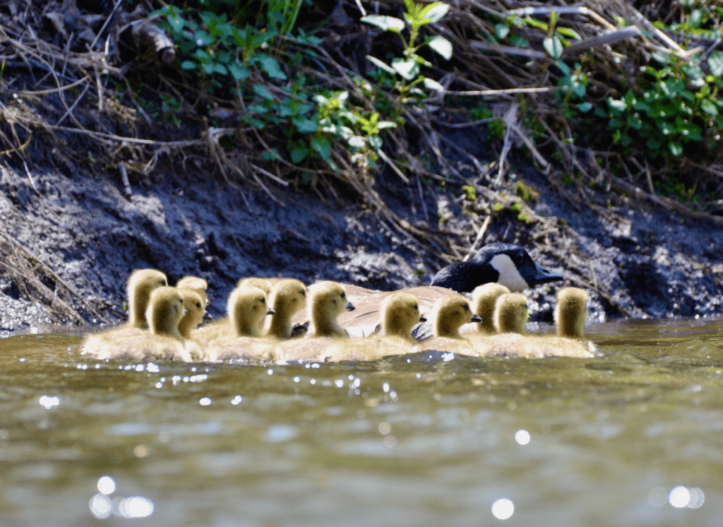 Canada Goose and goslings #4, Reno Bottoms, Pool 9, Minnesota ©2024 Billy Reiter-Marolf