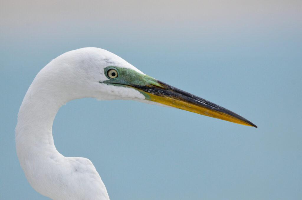 Great Egret