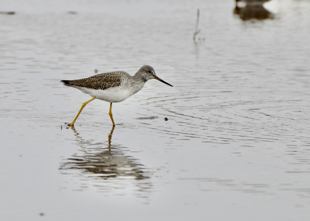 Greater Yellowlegs, Army Road, Pool 9, New Albin, Iowa ©2023 Billy Reiter-Marolf