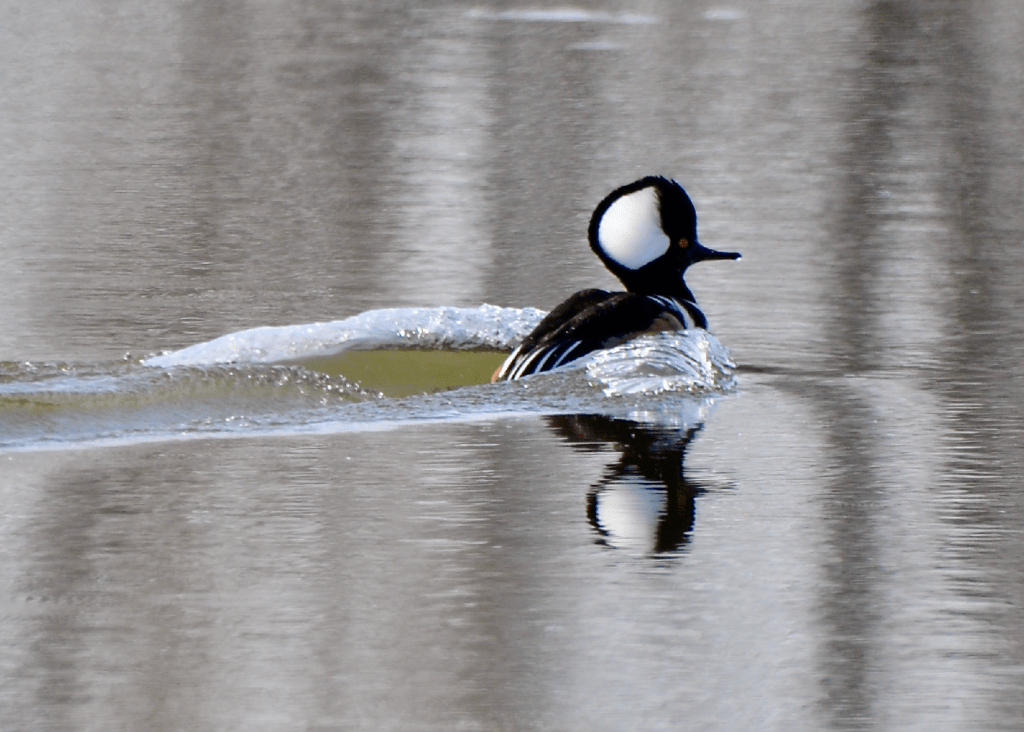 Hooded Merganser, Reno Bottoms, Pool 9, Minnesota ©2024 Billy Reiter-Marolf