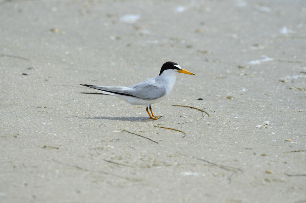 Least Tern