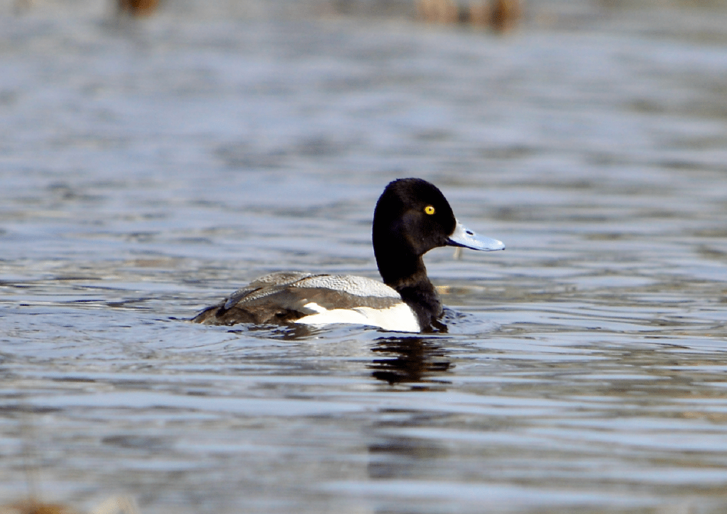 Lesser Scaup, Army Road, Pool 9, New Albin, Iowa ©2023 Billy Reiter-Marolf