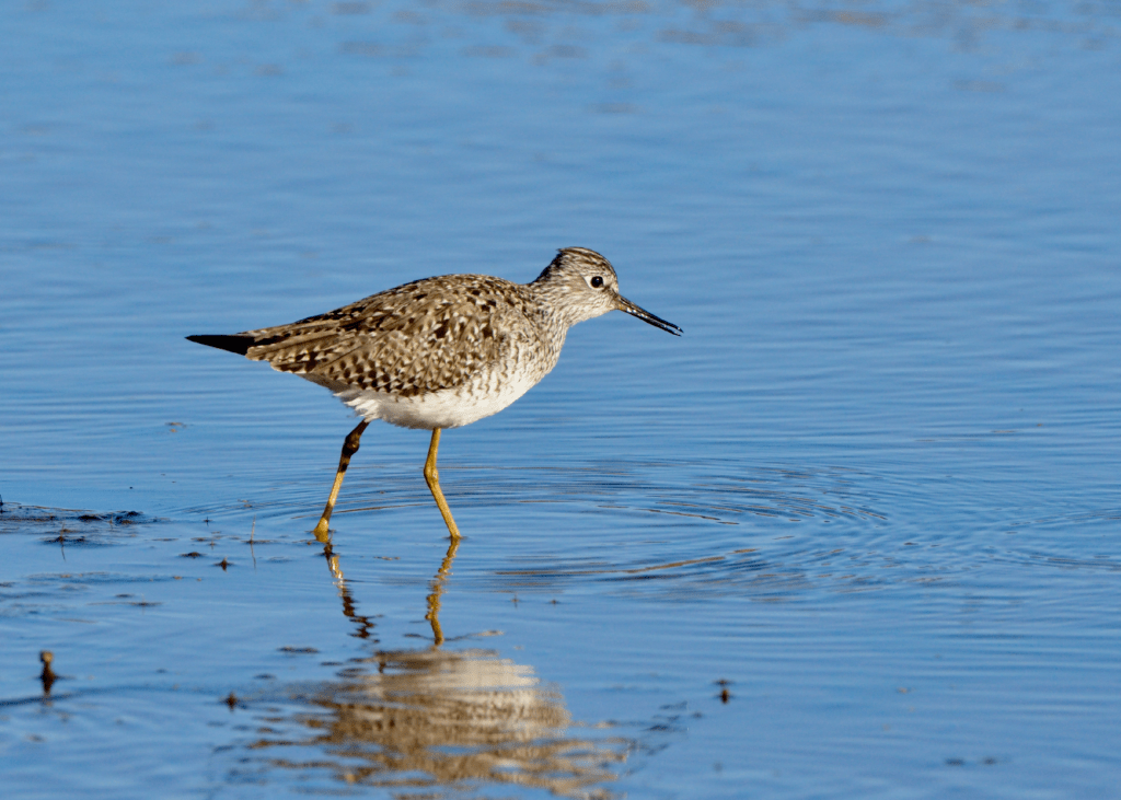 Lesser Yellowlegs, Army Road, Pool 9, New Albin, Iowa ©2024 Billy Reiter-Marolf