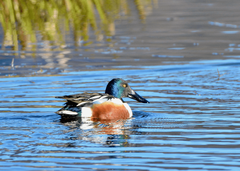 Northern Shoveler, Army Road, Pool 9, New Albin, Iowa ©2024 Billy Reiter-Marolf