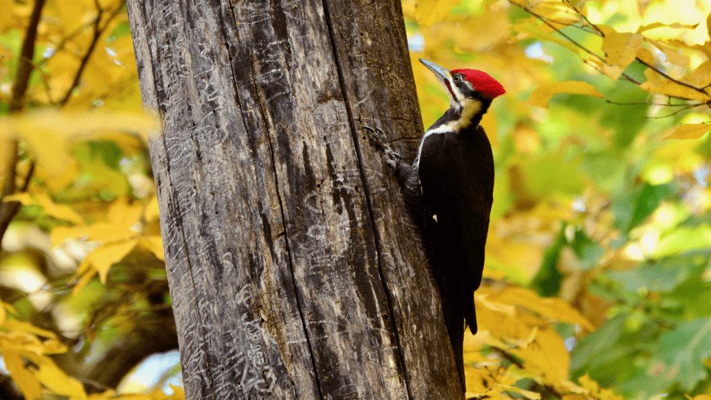 Pileated Woodpecker, Mt. Hosmer, Lansing, Iowa ©2023 Billy Reiter-Marolf
