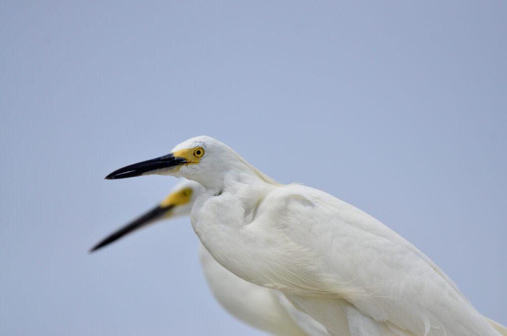Snowy Egret