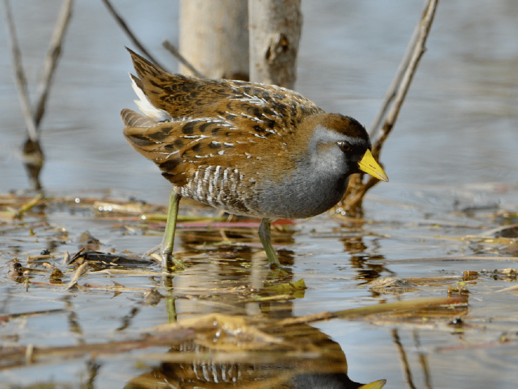Sora #4, Army Road, Pool 9, New Albin, Iowa ©2023 Billy Reiter-Marolf