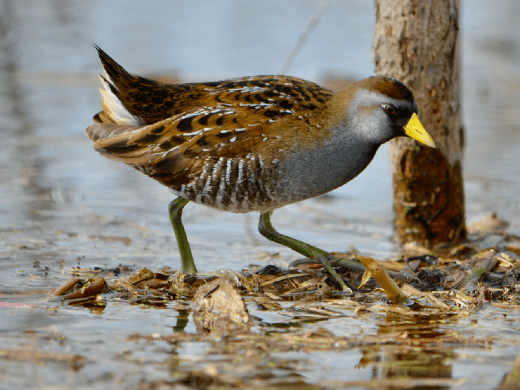 Sora #3, Army Road, Pool 9, New Albin, Iowa ©2023 Billy Reiter-Marolf