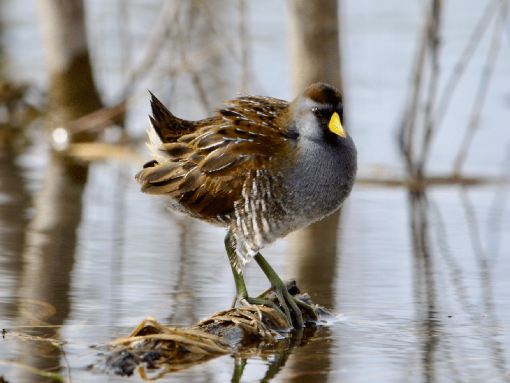 Sora #1, Army Road, Pool 9, New Albin, Iowa ©2023 Billy Reiter-Marolf