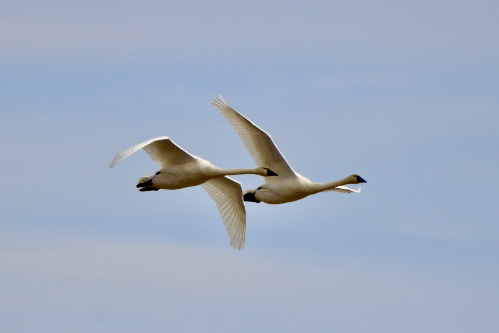 Tundra Swans, Red Oak Road, Pool 9, Iowa ©2023 Billy Reiter-Marolf