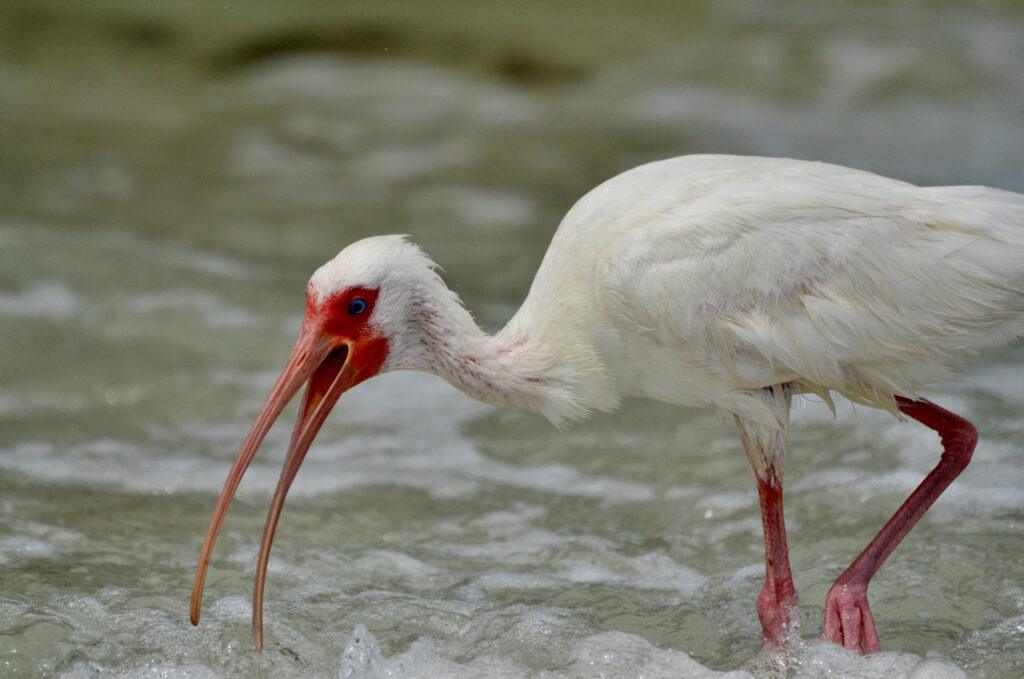 White Ibis