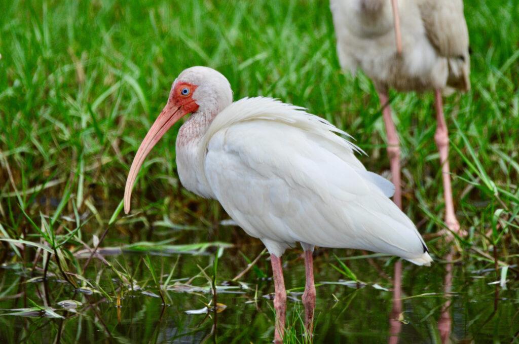 White Ibis