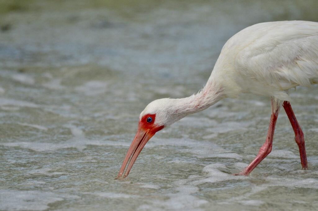 White Ibis