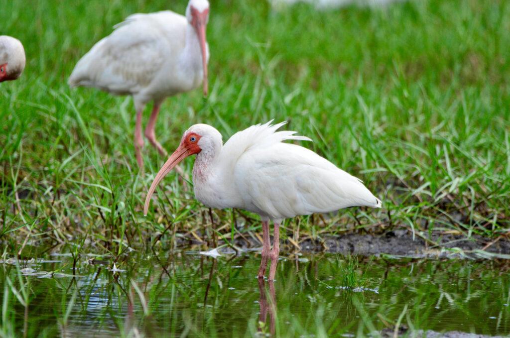 White Ibis