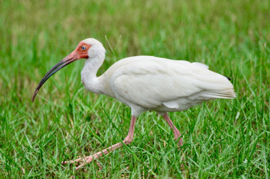 White Ibis