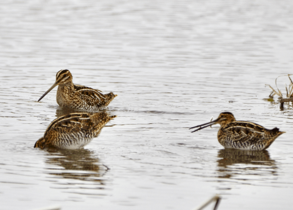 Wilson's Snipe, Army Road, Pool 9, New Albin, Iowa ©2023 Billy Reiter-Marolf